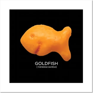 Scientific Goldfish With Hood Posters and Art